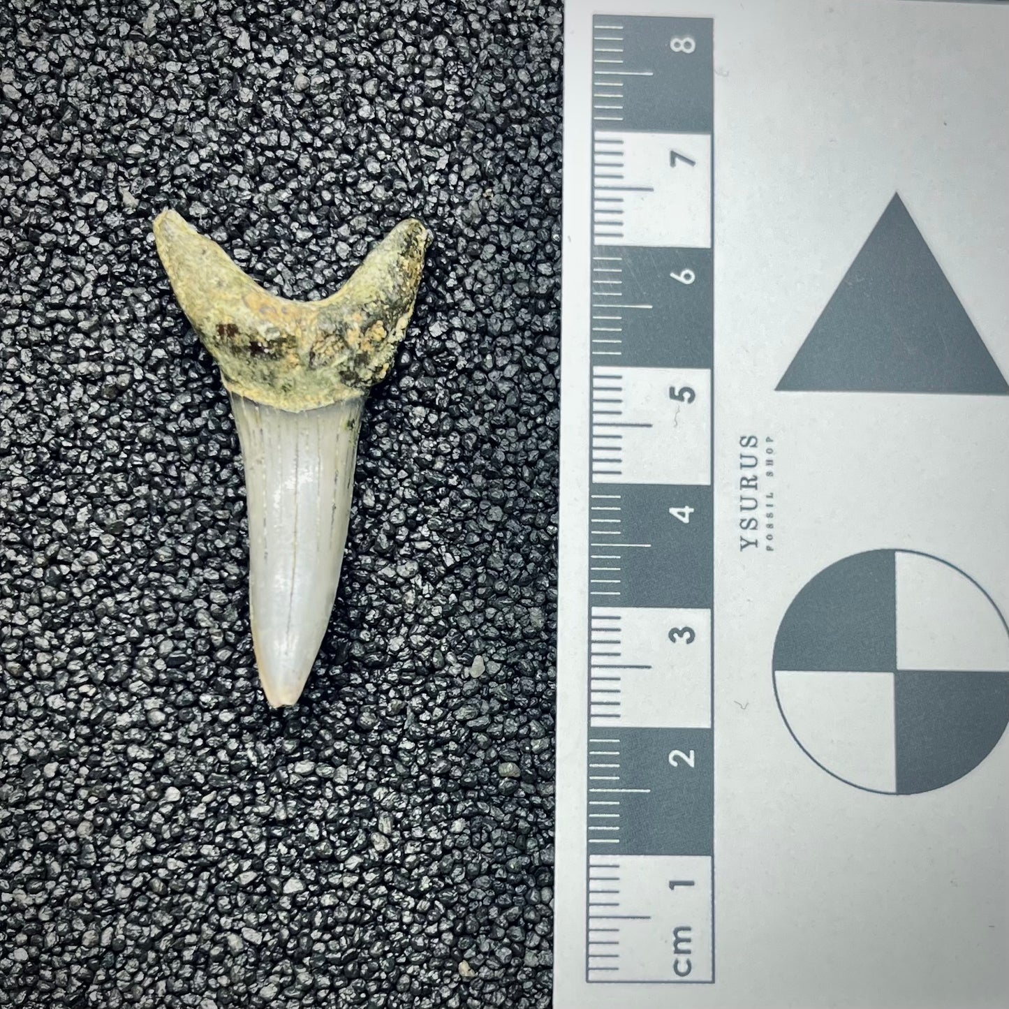 F2734 | Squalo | Odontaspididae indet.