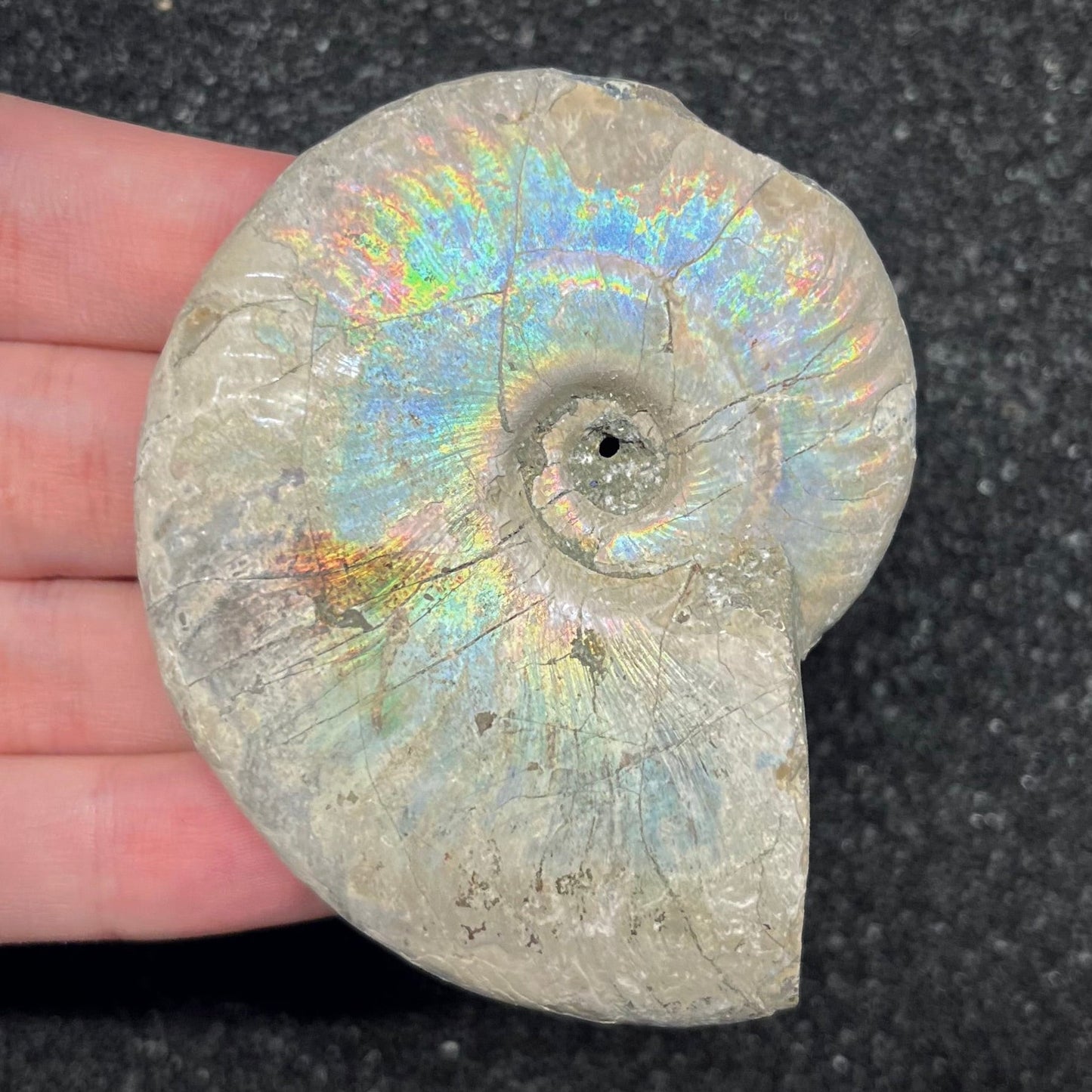 F2961 | Ammonite | Cleoniceras sp.