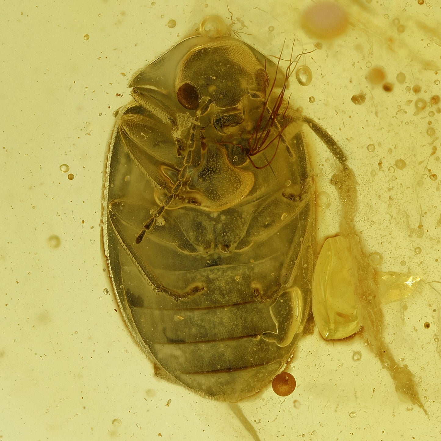 F2825 | Ambra con inclusione | Scirtidae indet.