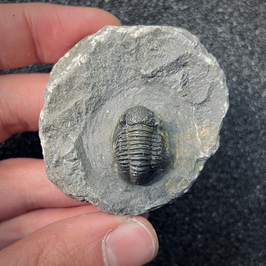 F2595 | Trilobite | Gerastos tuberculatus