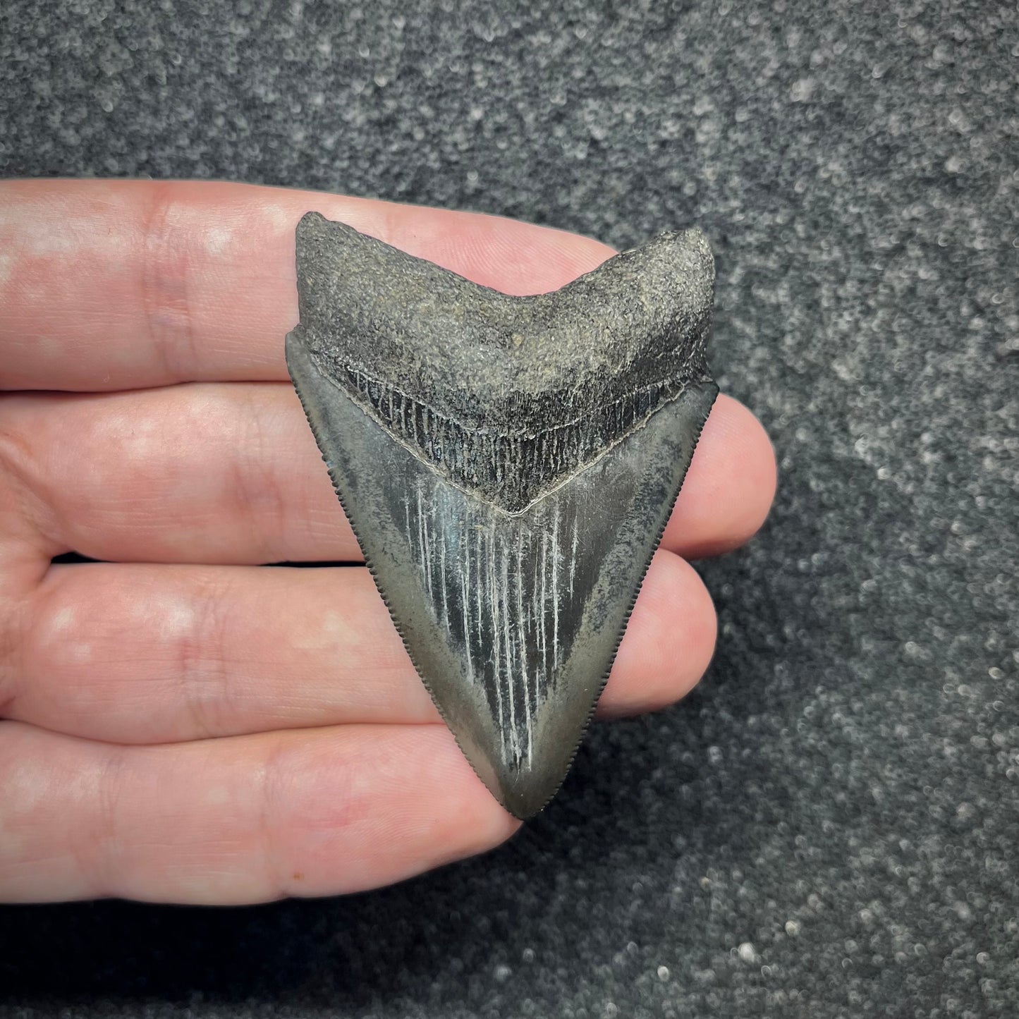 F2869 | Squalo | Otodus megalodon