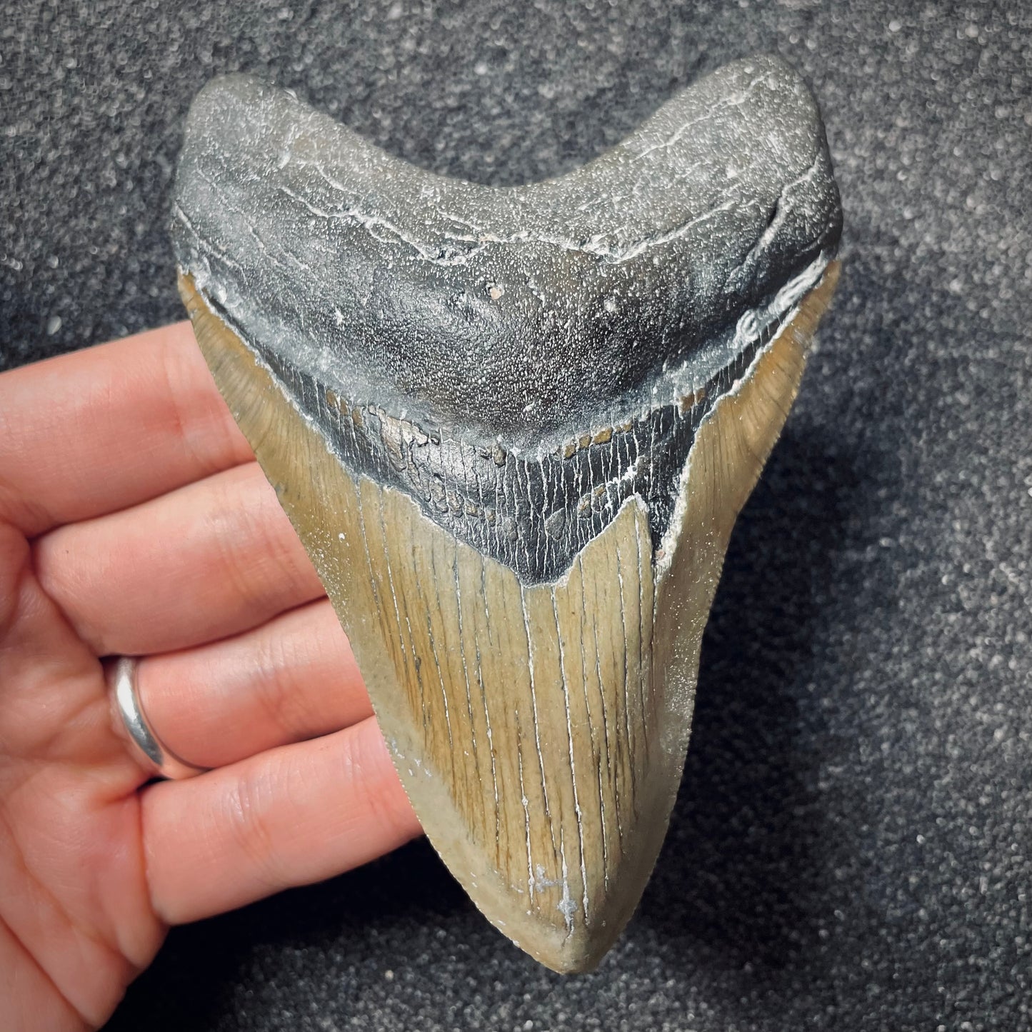 F1852 | Squalo | Otodus megalodon