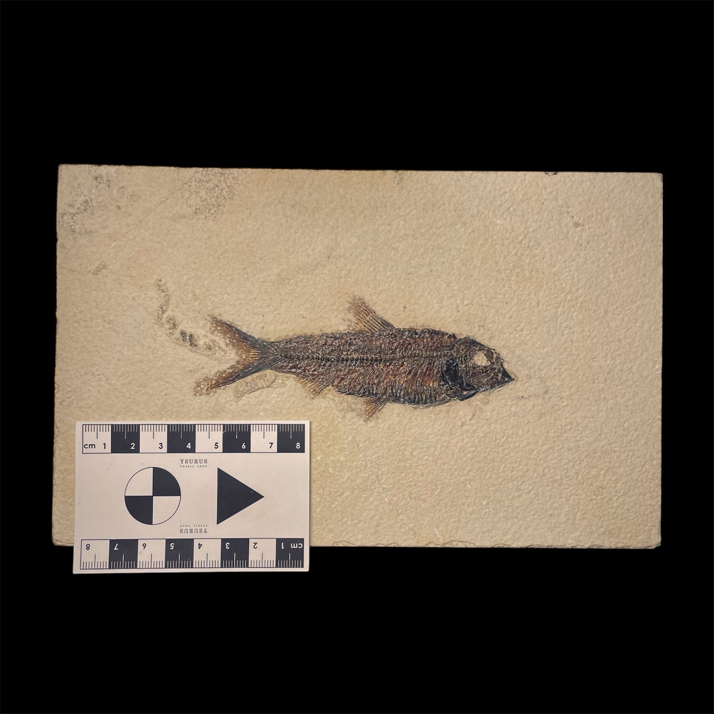 F1965 | Pesce | Knightia eocaena