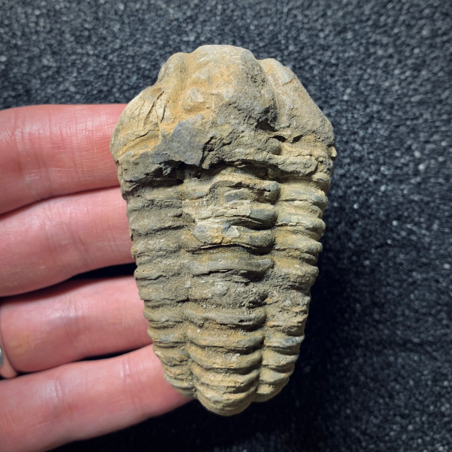 F759 | Trilobite | Flexicalymene sp.