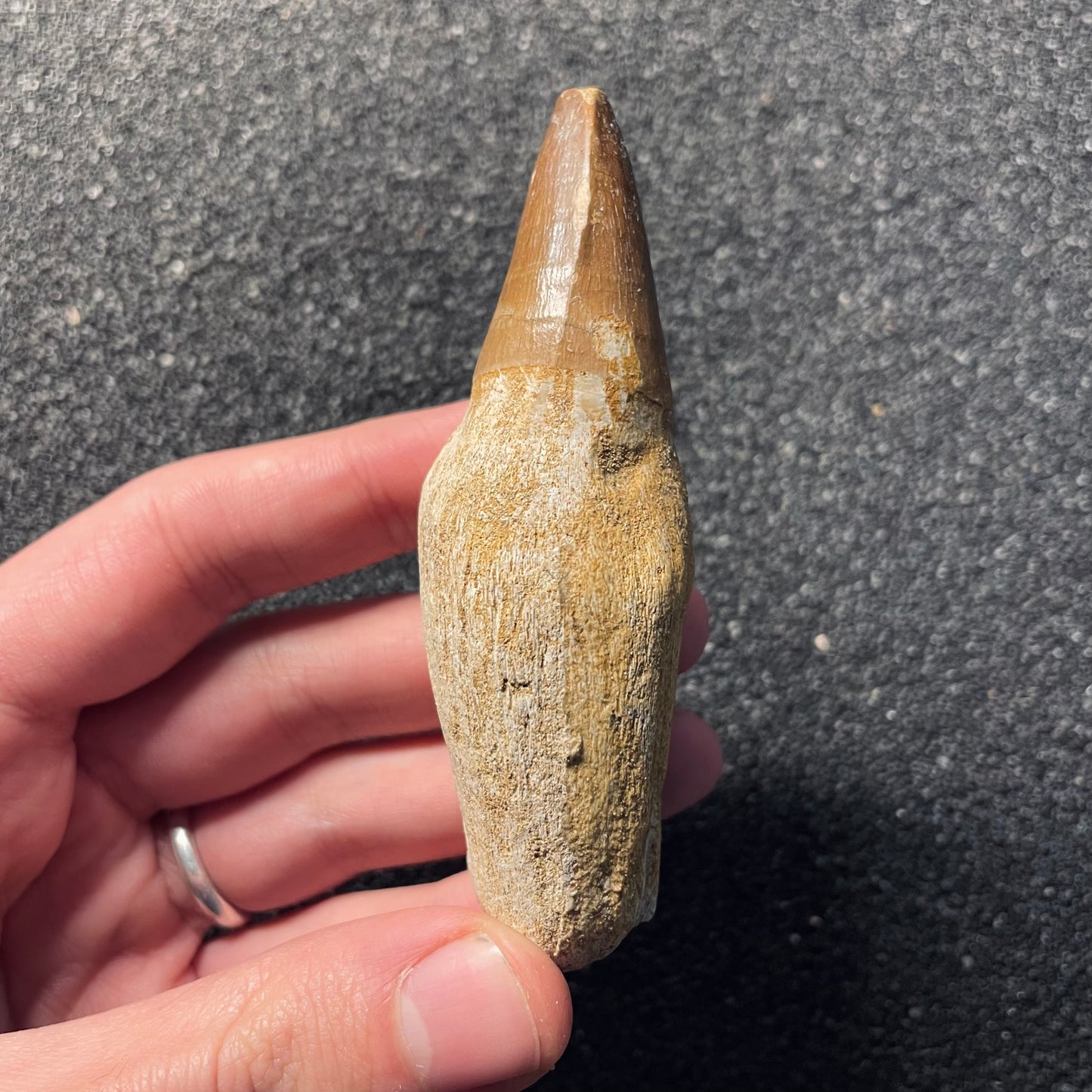 F2113 | Mosasauro | Prognathodon sp.