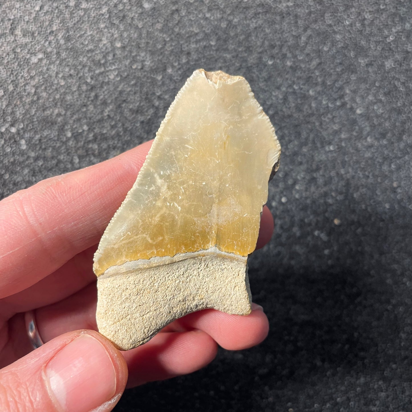 F2439 | Squalo | Otodus megalodon