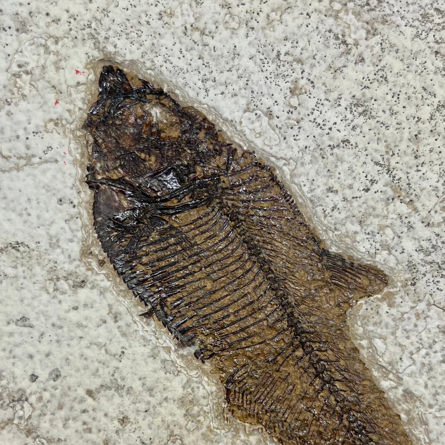 F2729 | Pesce | Diplomystus dentatus