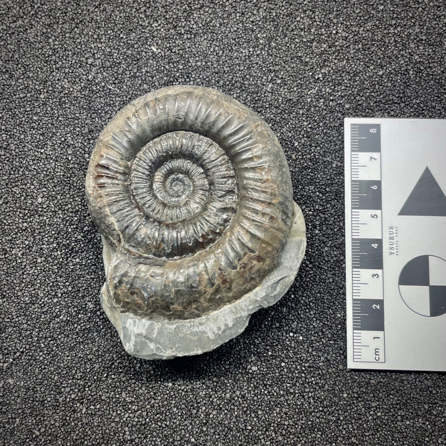 F2807 | Ammonite | Dactylioceras commune