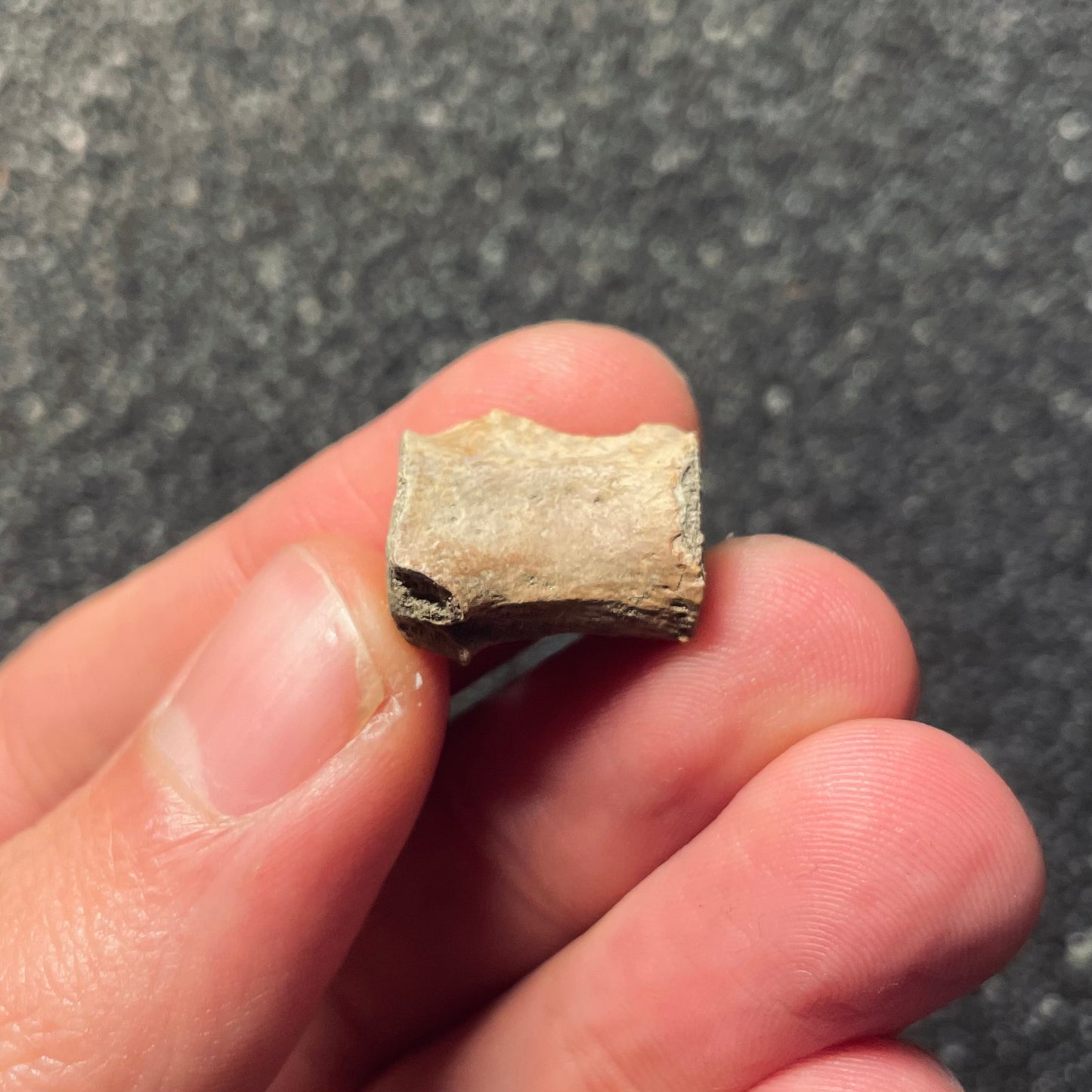 F2107 | Dinosauro | Dromaeosauridae indet.