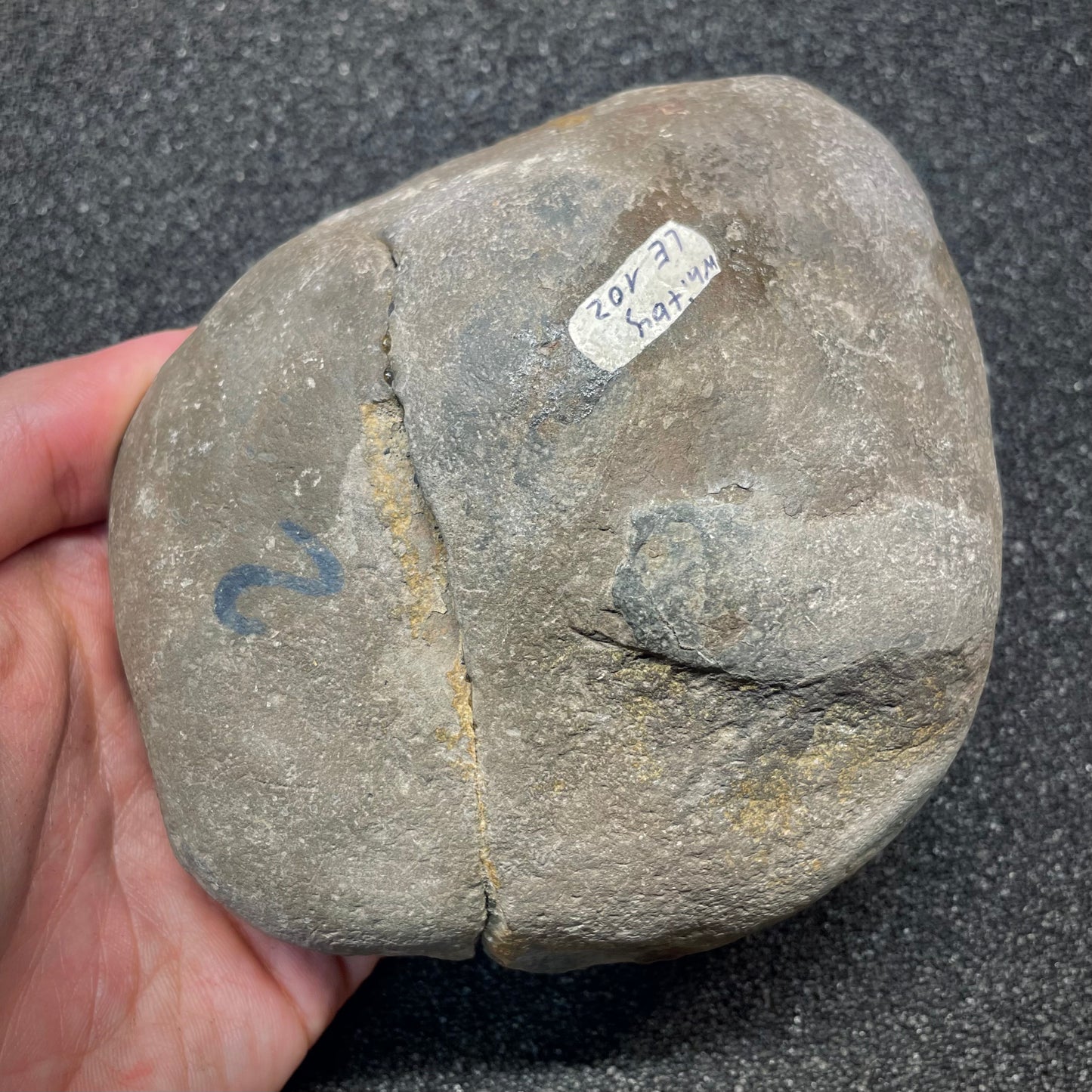 F2810 | Ammonite | Dactylioceras commune