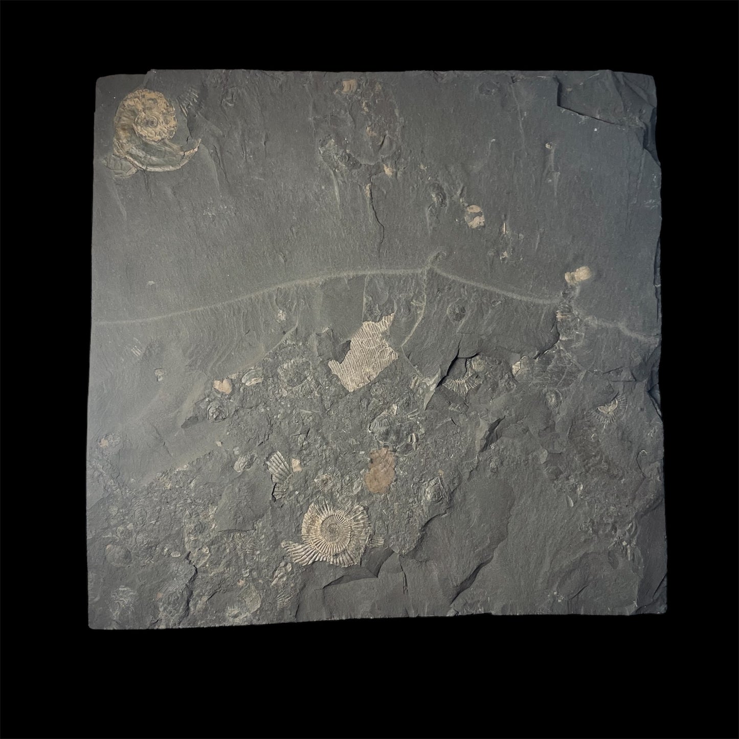 F2177 | Ammonite | Hildoceras sp.