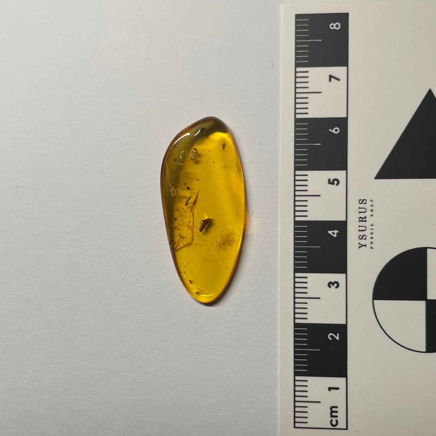 F2423 | Ambra con inclusione | Fulgoromorpha indet. (larva)