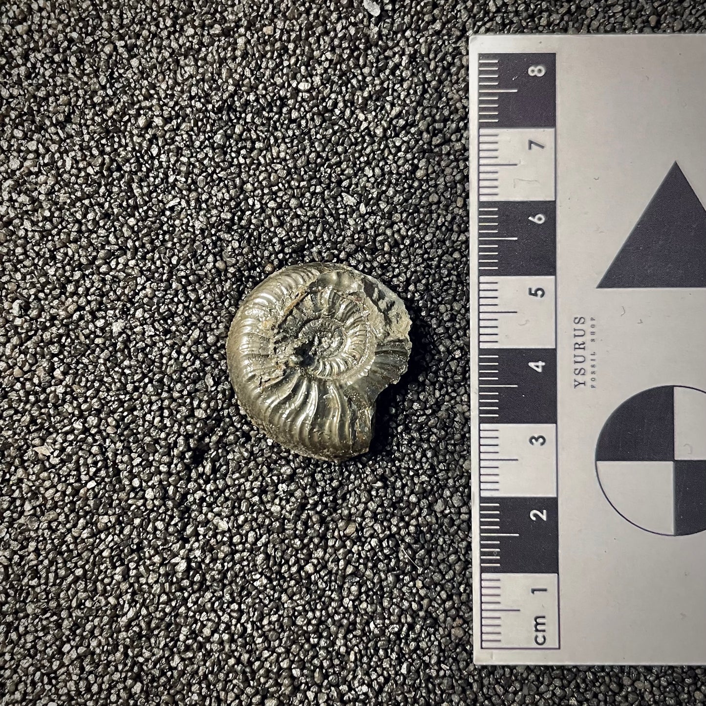 F2174 | Ammonite | Graphoceratidae indet.