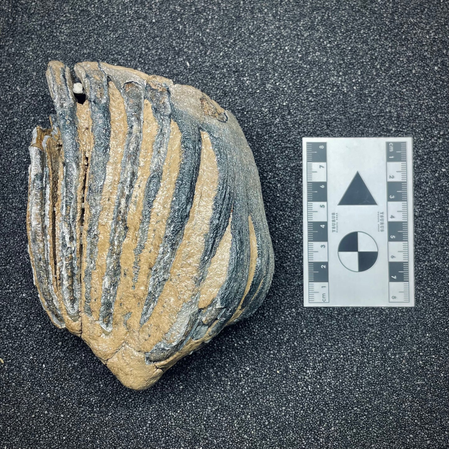 F2669 | Mammut | Mammuthus sp.