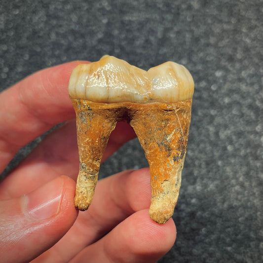 F2661 | Orso | Ursus spelaeus
