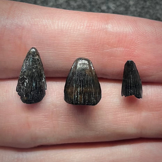 F3060 | 3 pz. | Coccodrillo | Diplocynodon sp.