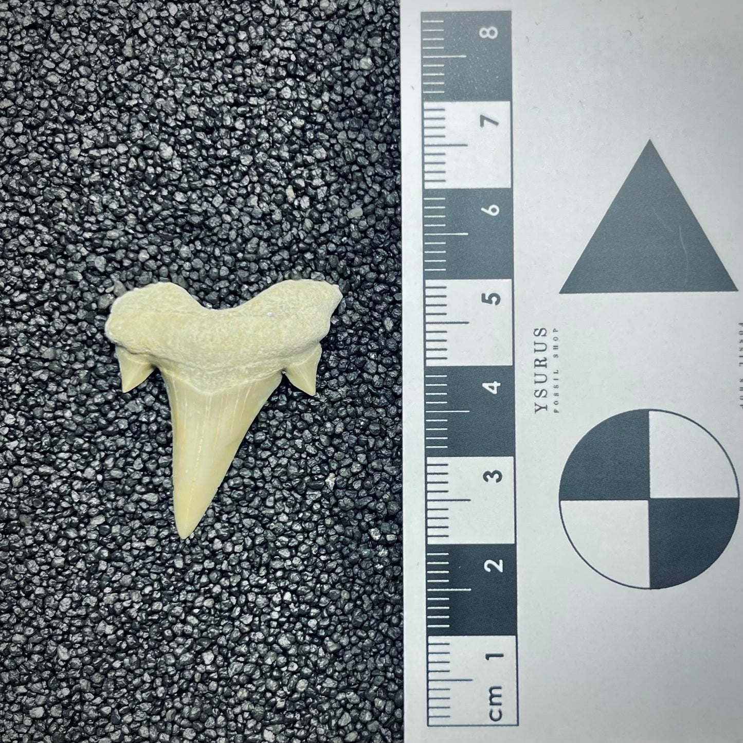 F2754 | Squalo | Otodus obliquus