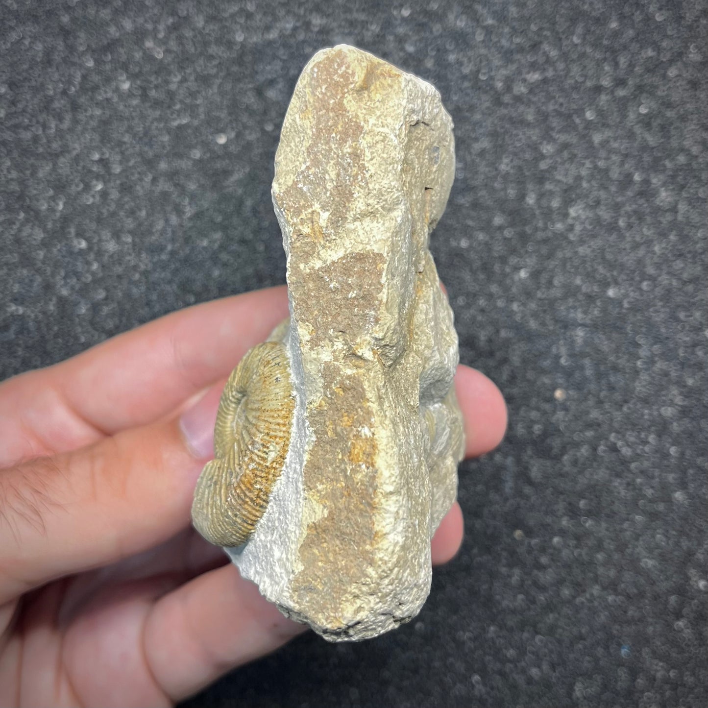 F2896 | Ammonite | Ataxioceras sp.
