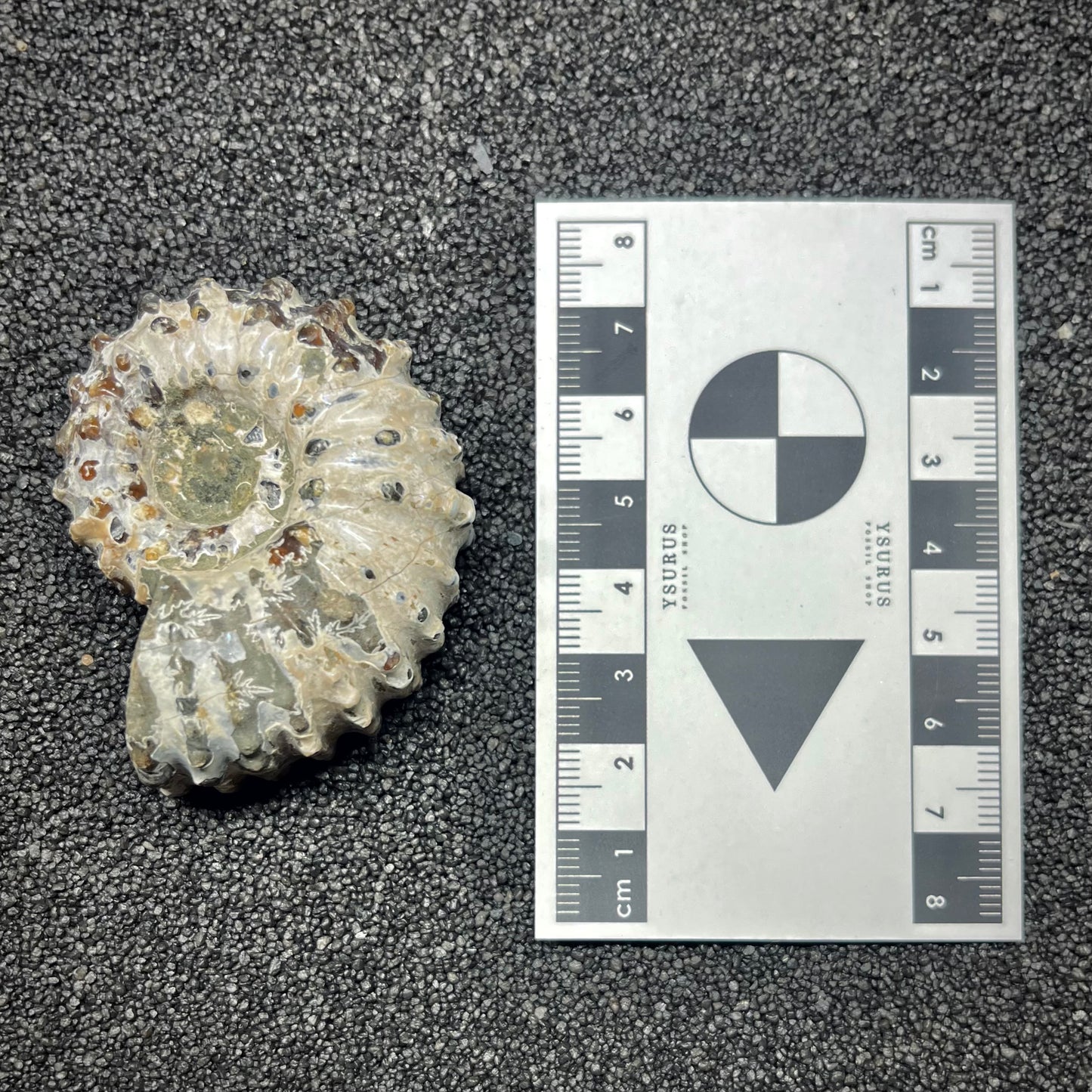 F2963 | Ammonite | Douvilleiceras sp.