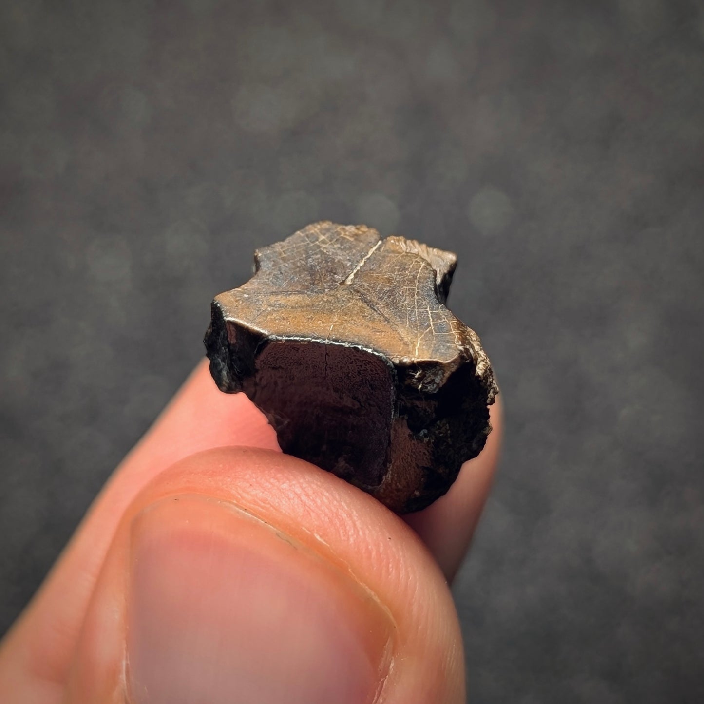 F2801 | Dinosauro | Triceratops sp.