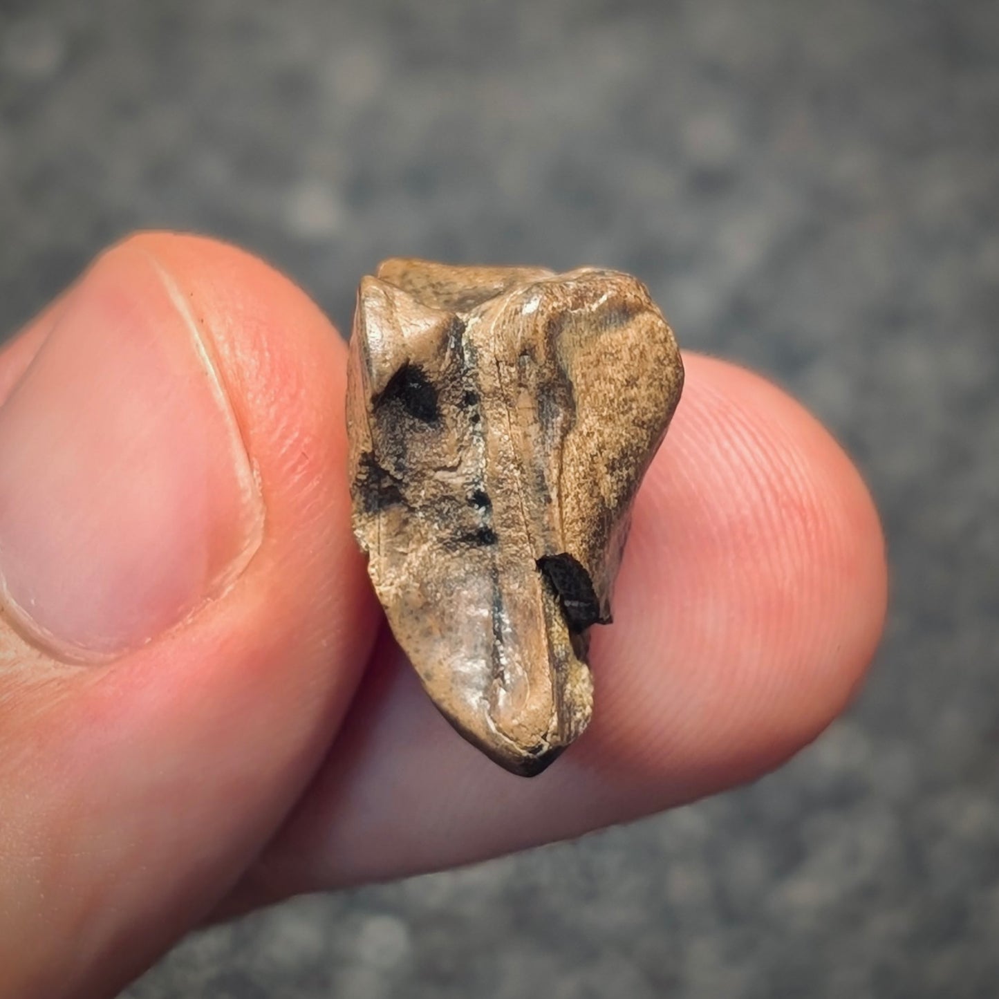 F2799 | Dinosauro | Triceratops sp.