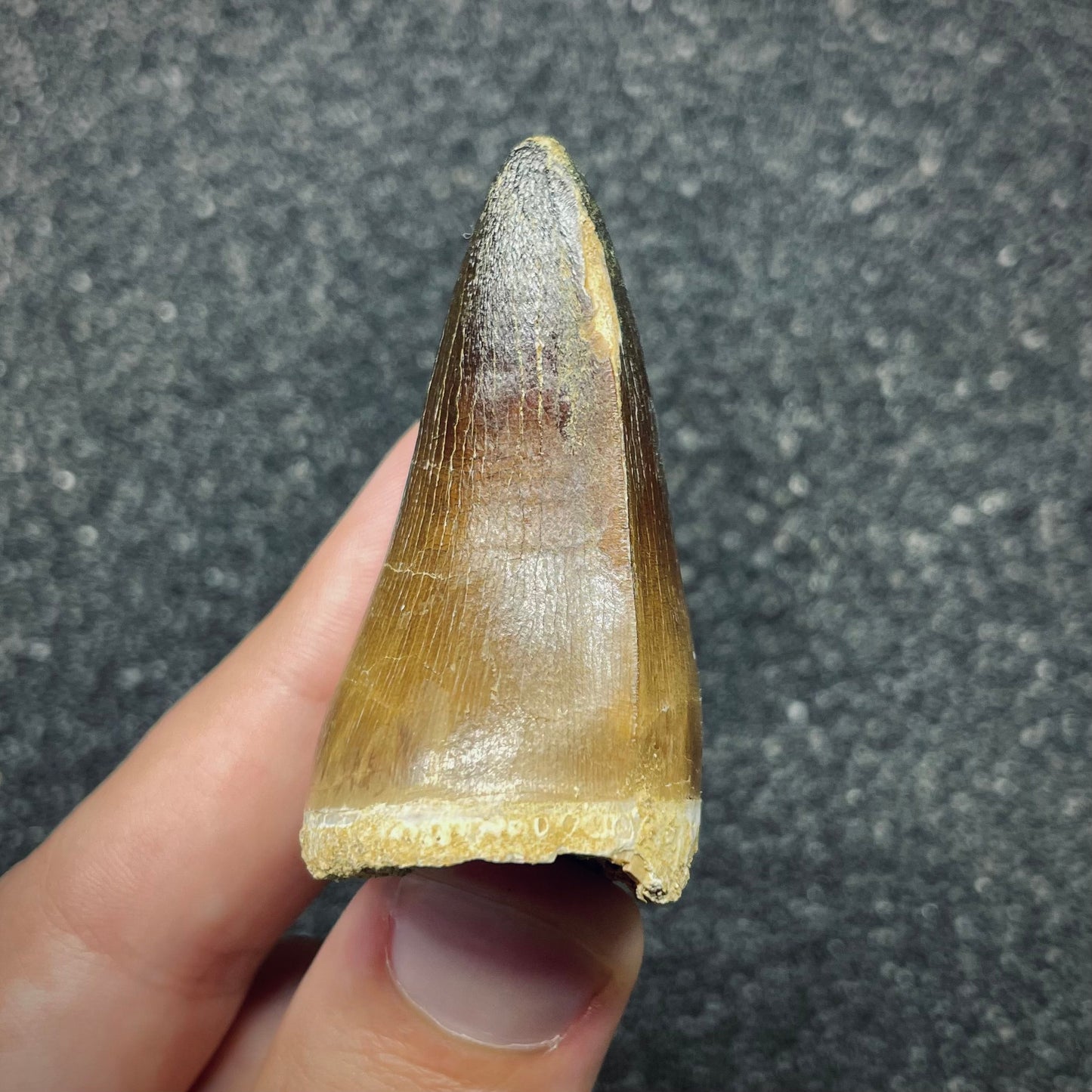 F2694 | Mosasauro | Prognathodon curii