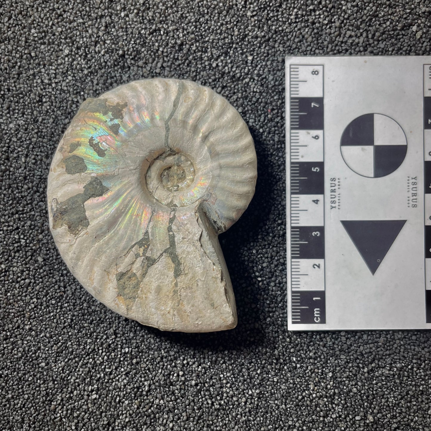 F2016 | Ammonite | Cleoniceras sp.