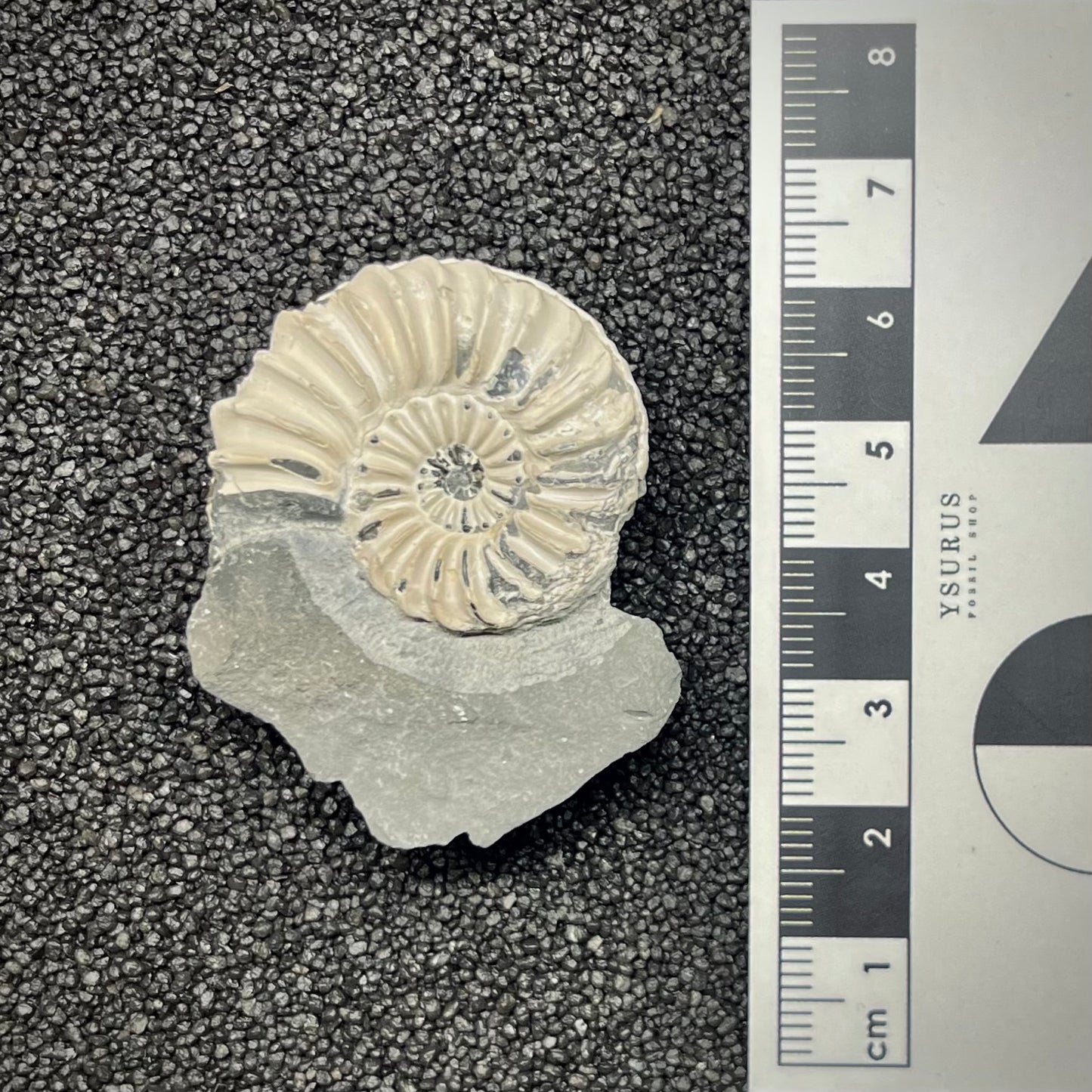 F2905 | Ammonite | Pleuroceras sp.