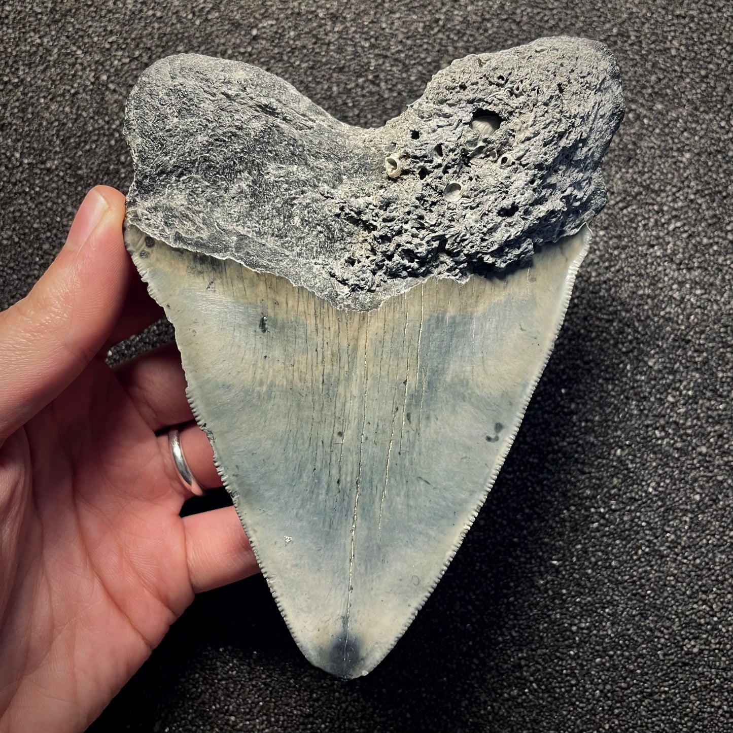 F2133 | Squalo | Otodus megalodon