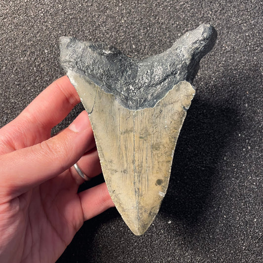 F2364 | Squalo | Otodus megalodon