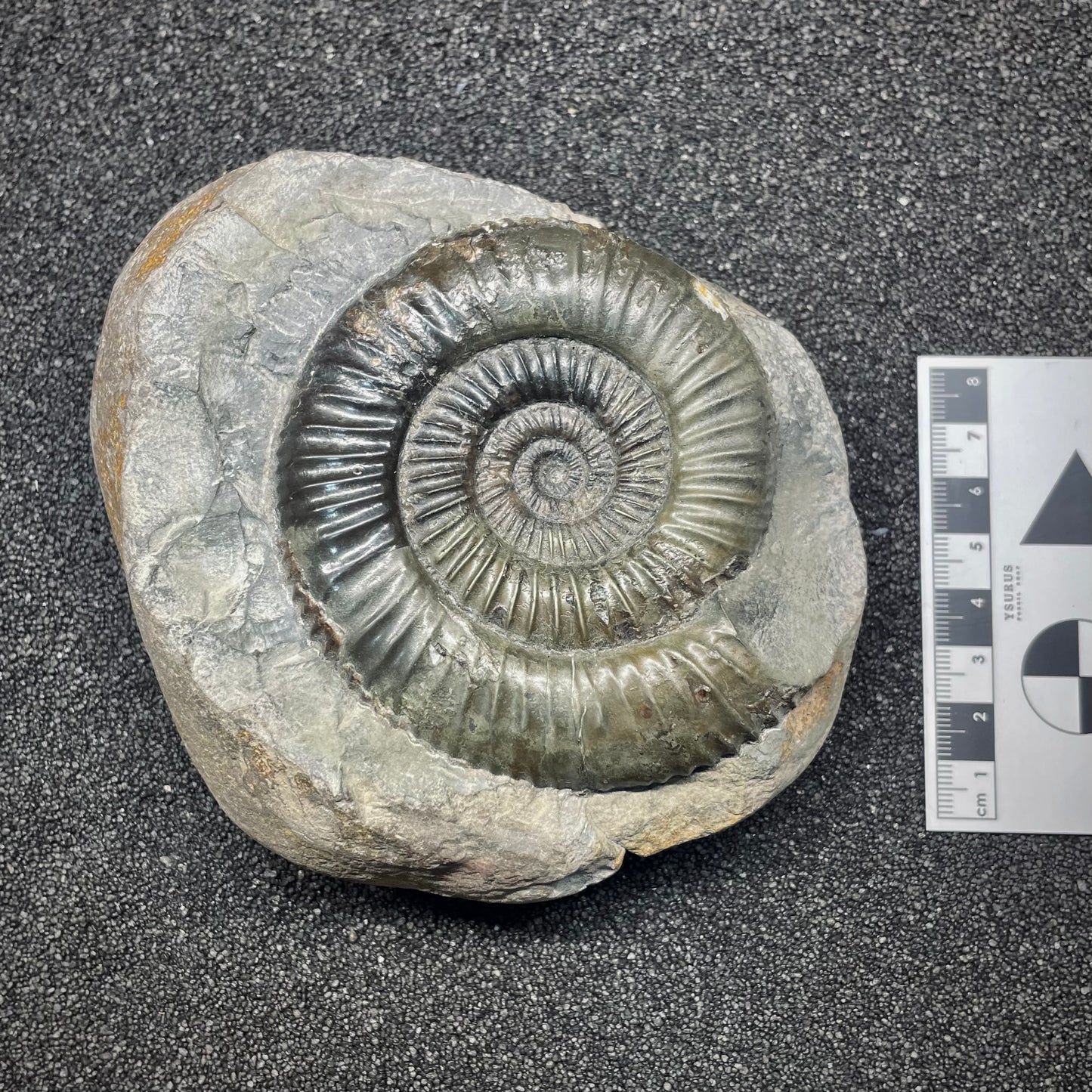F2810 | Ammonite | Dactylioceras commune