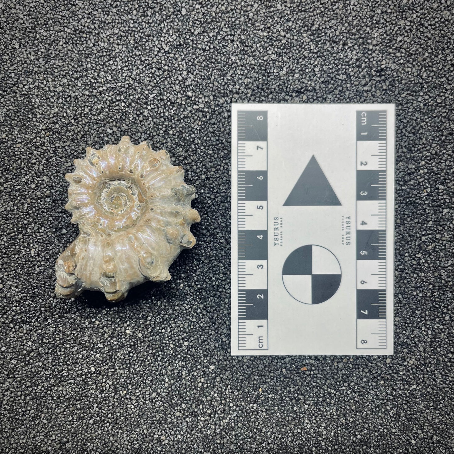 F2655 | Ammonite | Douvilleiceras sp.