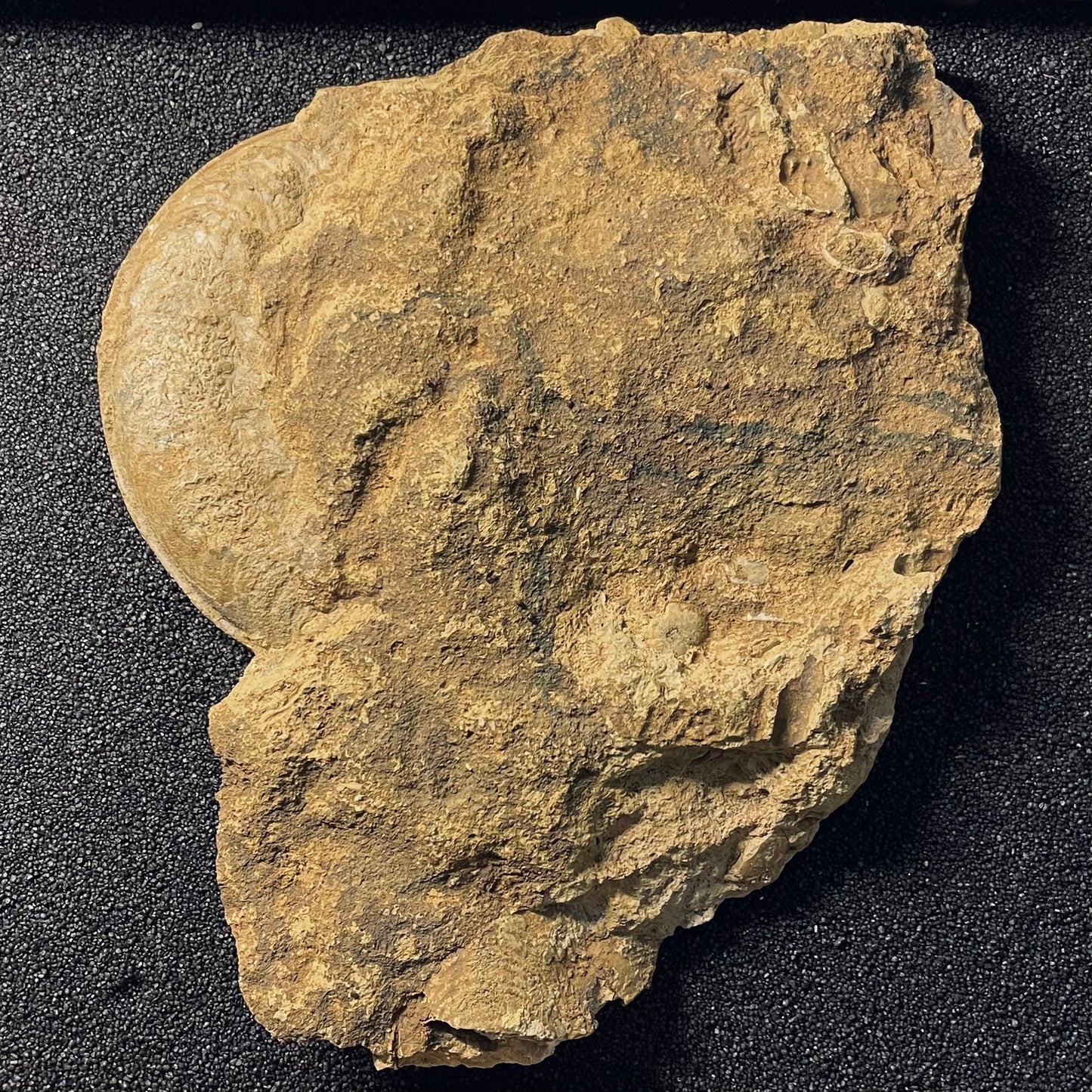 F2503 | Ammonite | Harpoceras falcifer