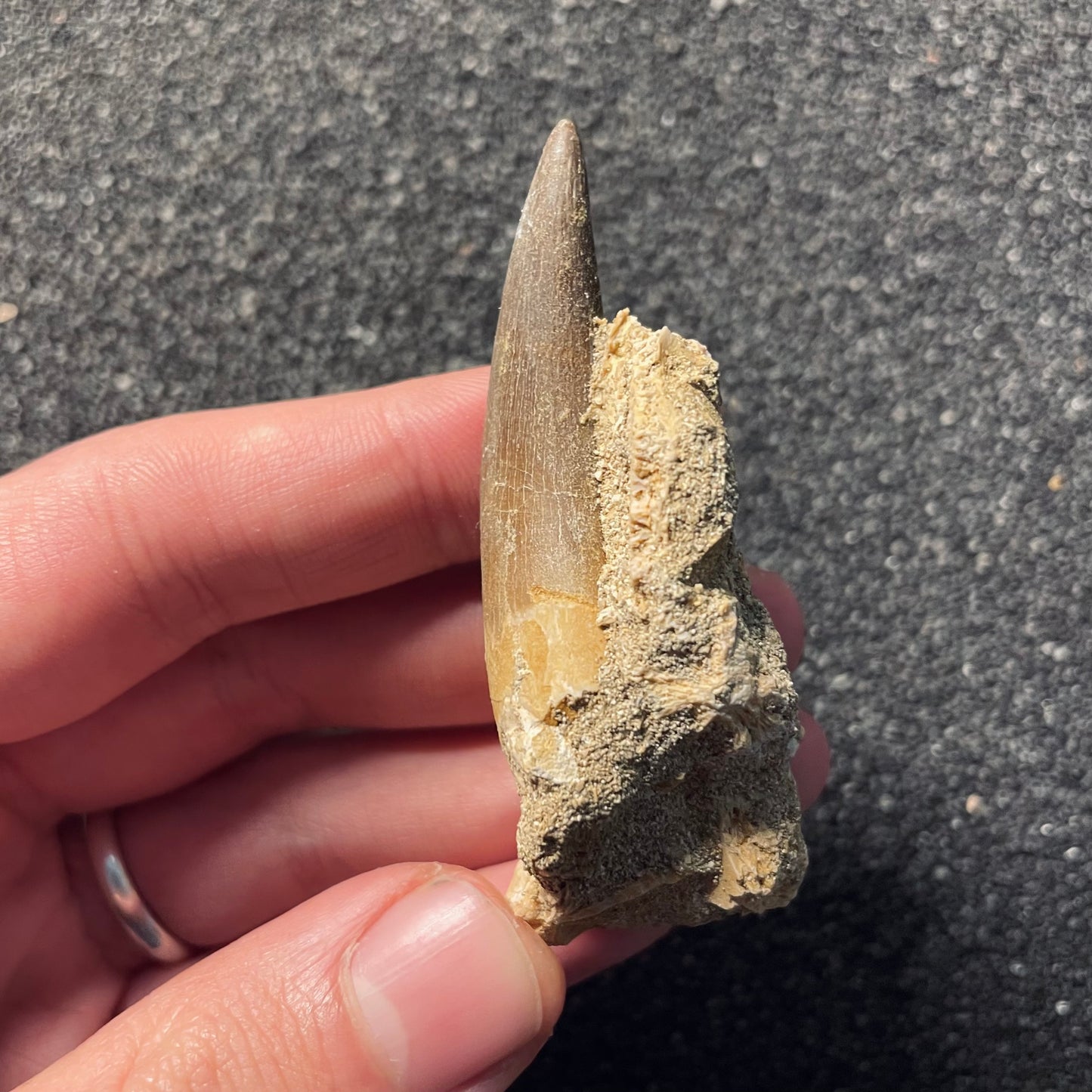 F2121 | Elasmosauro | Zarafasaura oceanis