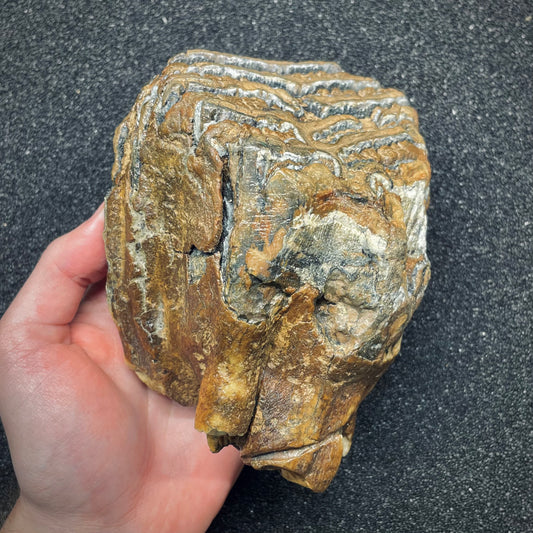 F2670 | Mammut | Mammuthus sp.
