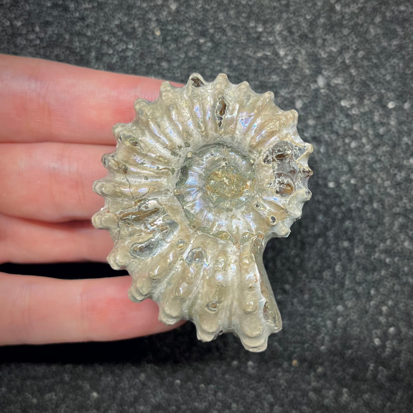 F2965 | Ammonite | Douvilleiceras sp.