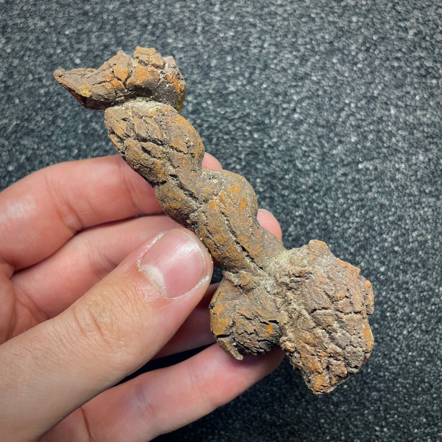 F2763 | Coprolite - Cololite | Testuggine