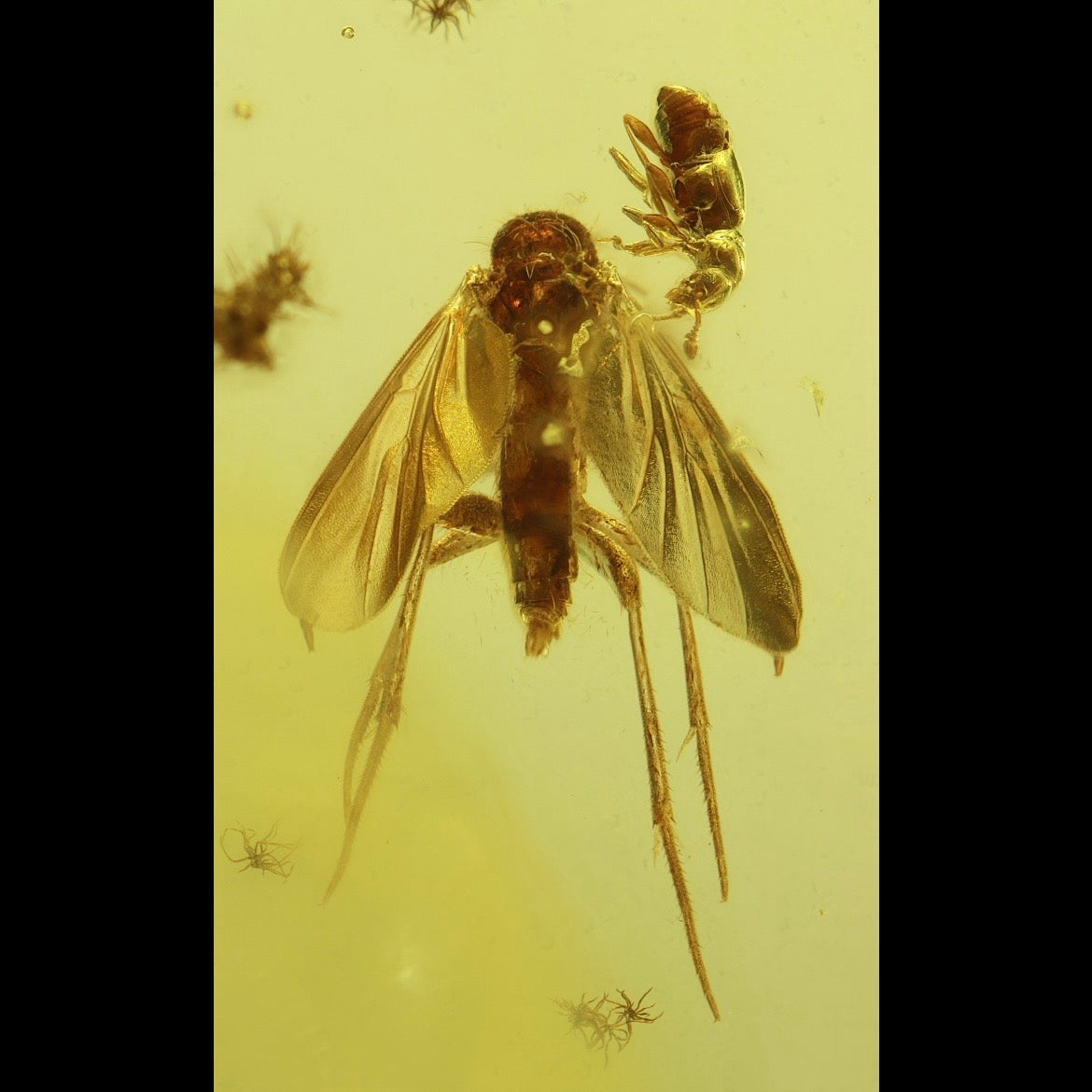 F2855 | Ambra con inclusione | Keroplatidae indet.