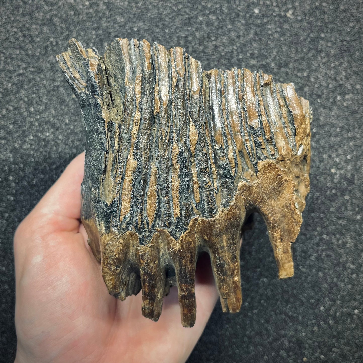 F2782 | Mammut | Mammuthus sp.