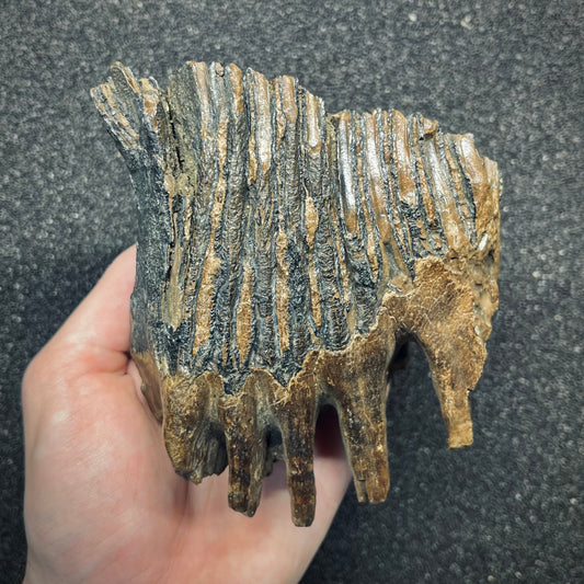 F2782 | Mammut | Mammuthus sp.