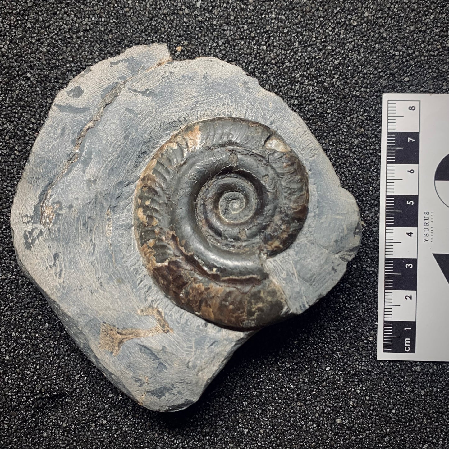 F890 | Ammonite | Hildoceras sp.