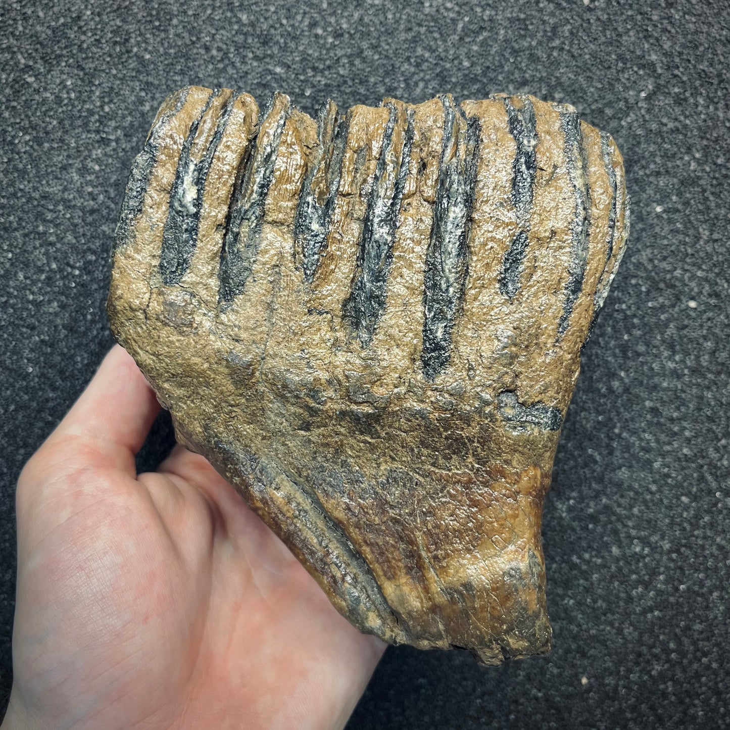 F2784 | Mammut | Mammuthus sp.
