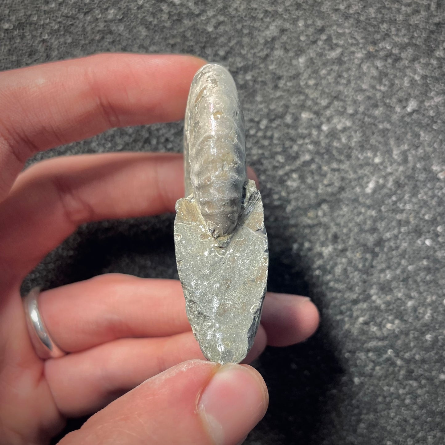 F2156 | Ammonite | Cleoniceras sp.