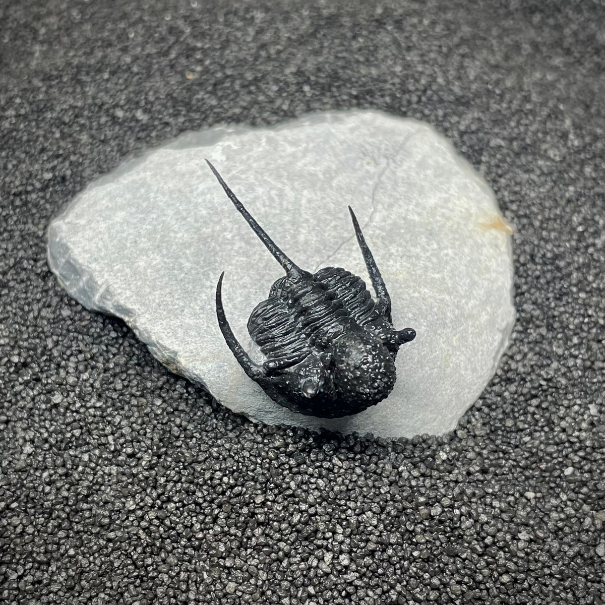 F3009 | Trilobite | Cyphaspis sp.