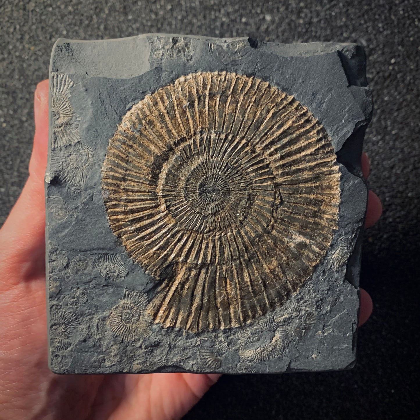 F441 | Ammonite | Dactylioceras commune