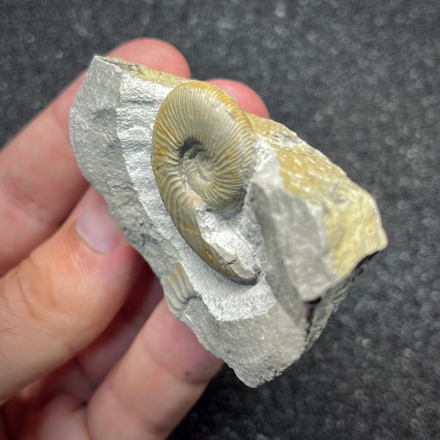 F2903 | Ammonite | Ataxioceras sp.