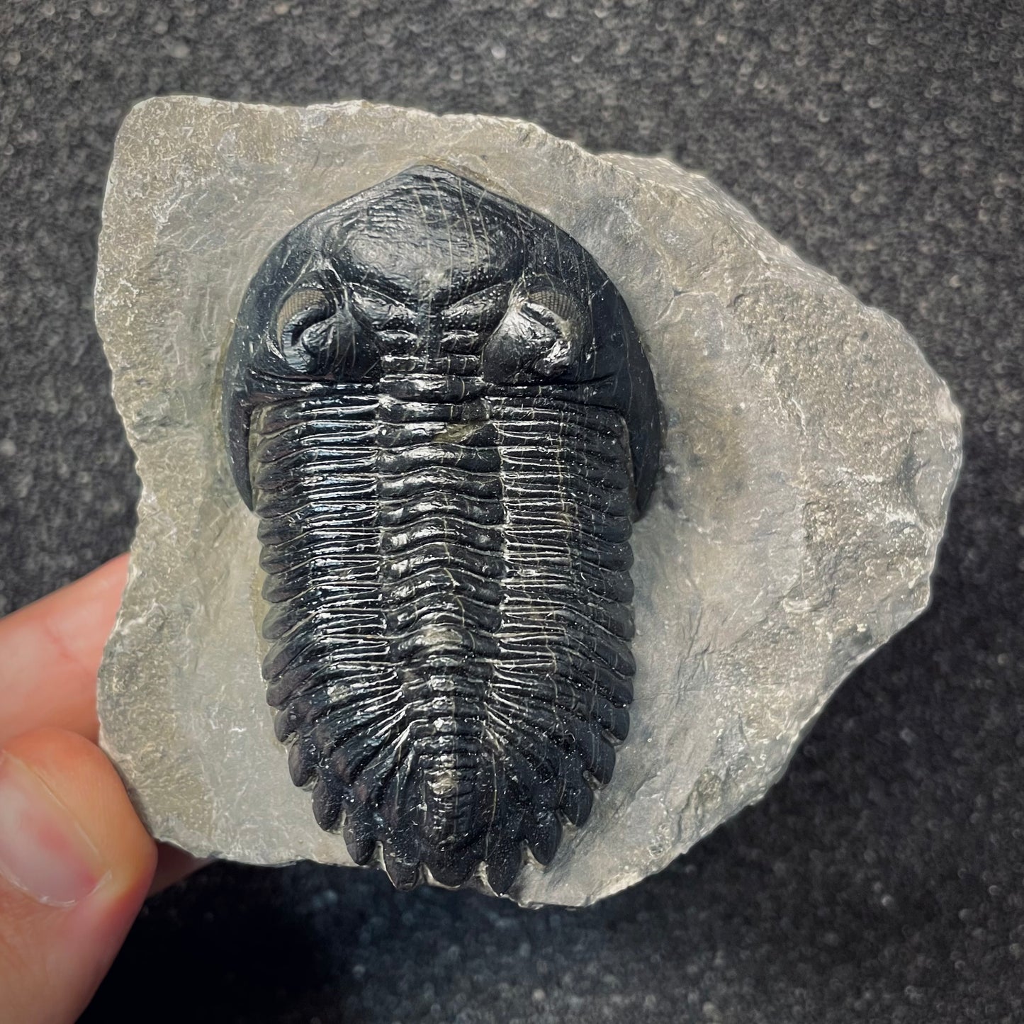 F2619 | Trilobite | Hollardops sp.