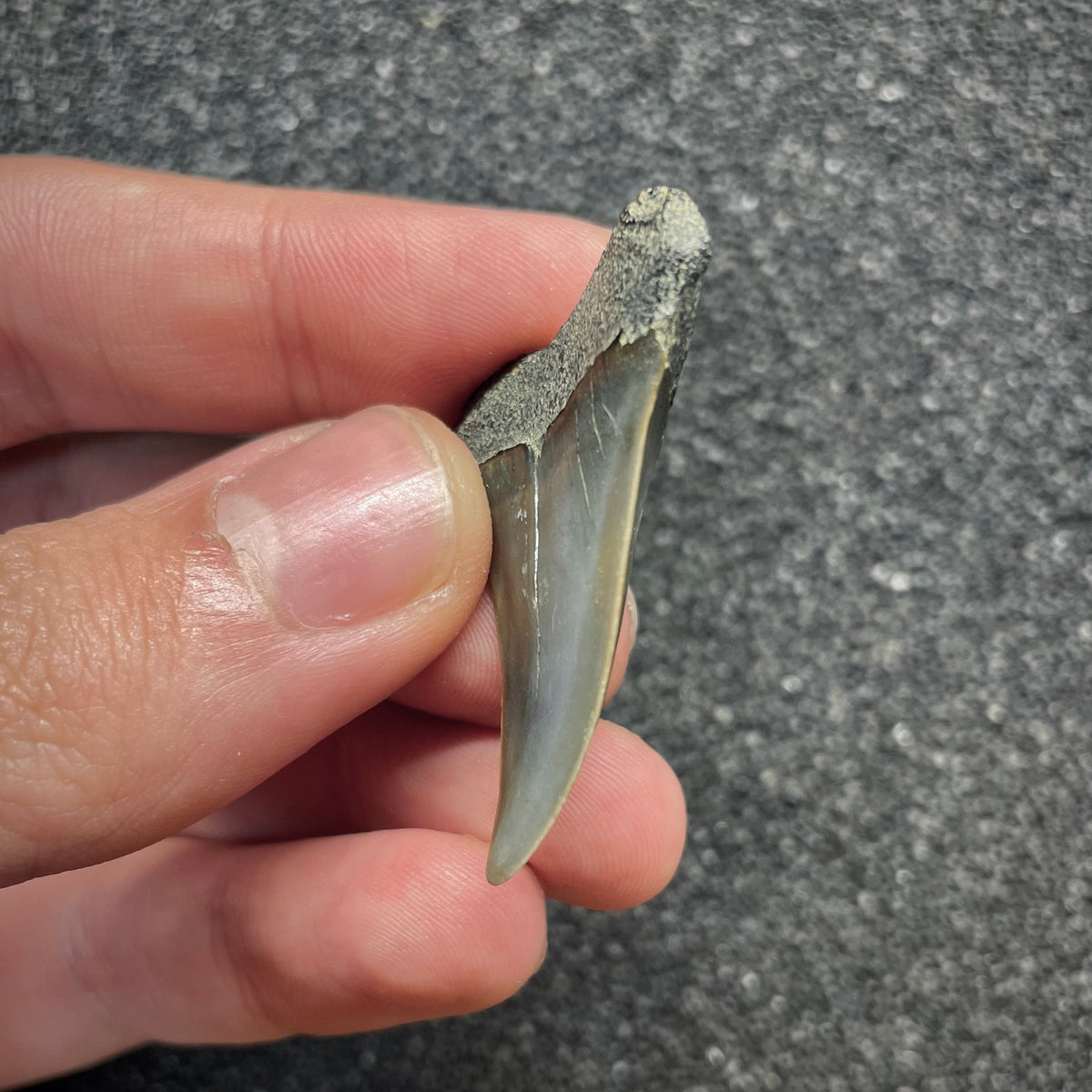 F3044 | Squalo |  Carcharodon hastalis