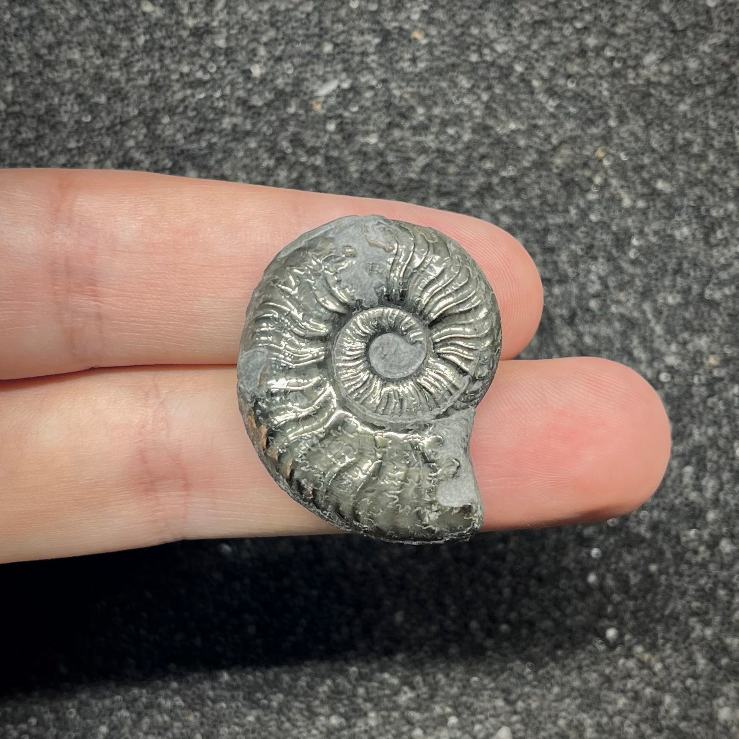 F2880 | Ammonite | Graphoceratidae indet.