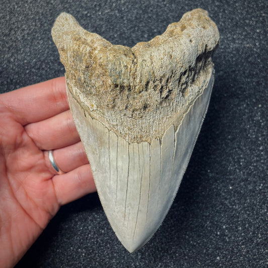 F1479 | Squalo | Otodus megalodon